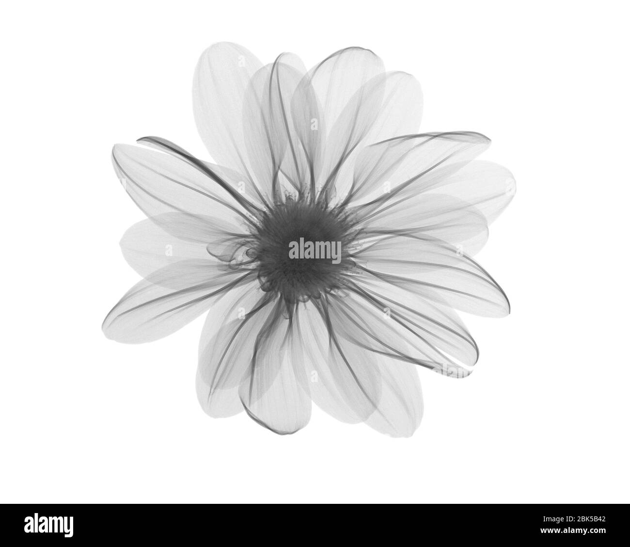 Michaelmas daisy (Aster amellus) cabeza de flor, rayos X. Foto de stock