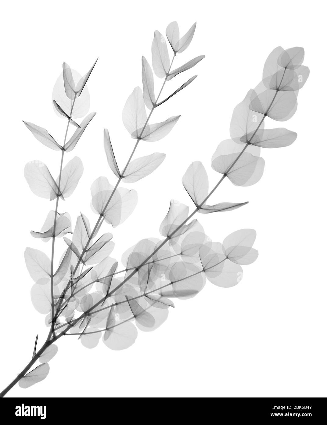 Árbol de goma (Eucaliptos cinerea), rayos X. Foto de stock