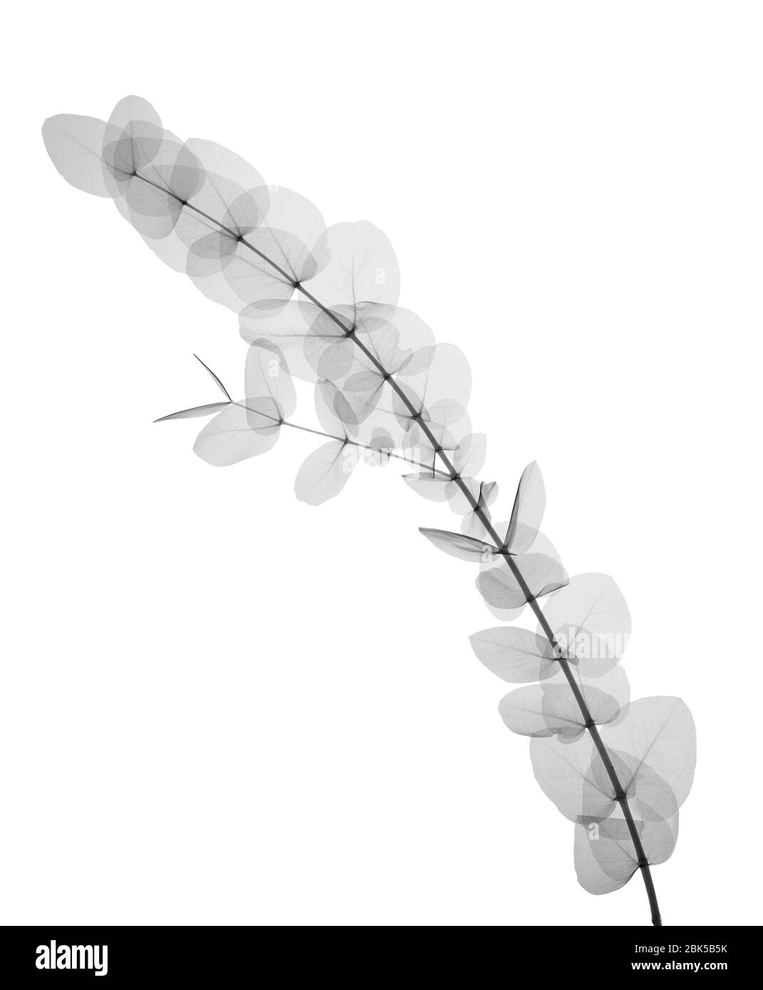 Árbol de goma (Eucaliptos cinerea), rayos X. Foto de stock