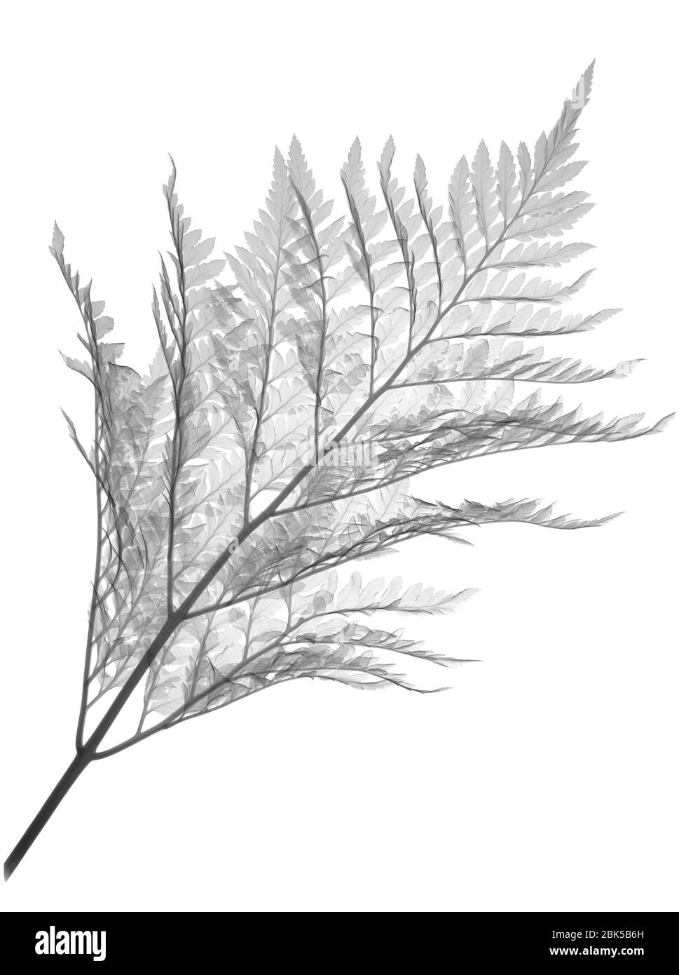Helecho (Davallia mariesii), rayos X. Foto de stock