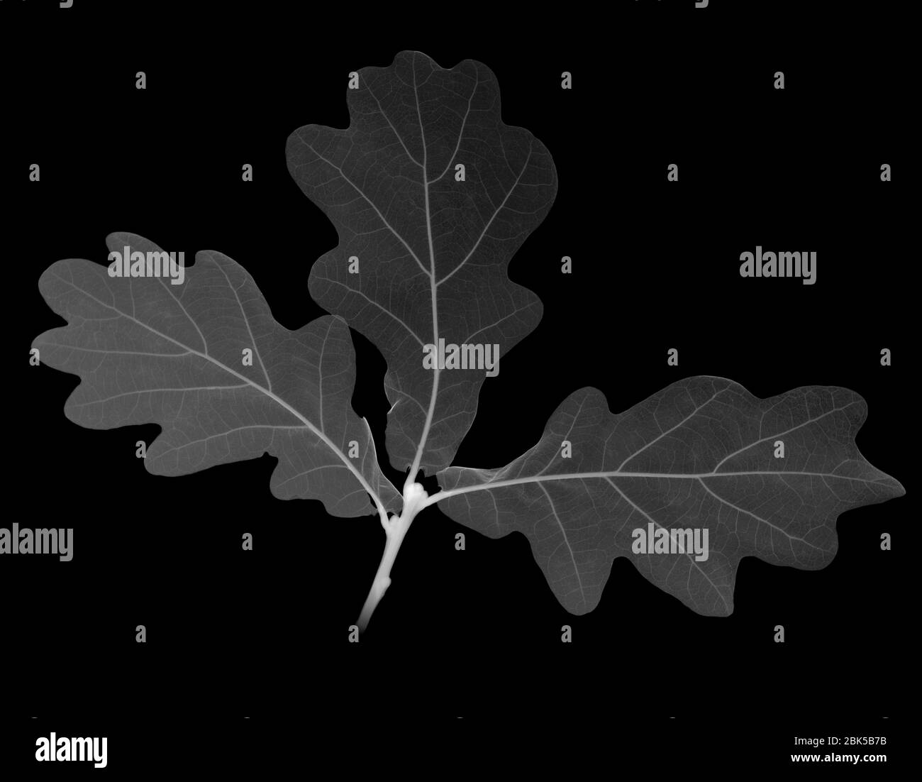 Hoja de roble (Quercus sp.), rayos X. Foto de stock
