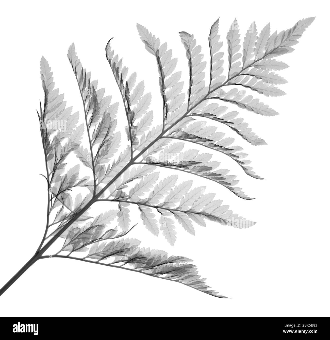 Helecho (Davallia mariesii), rayos X. Foto de stock