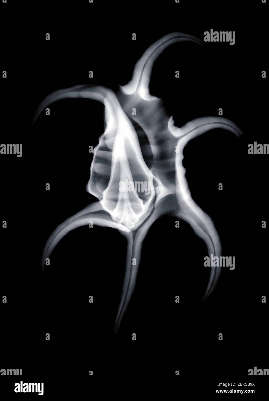 Concha de burbuja (Aporrhais serresianus), rayos X. Foto de stock