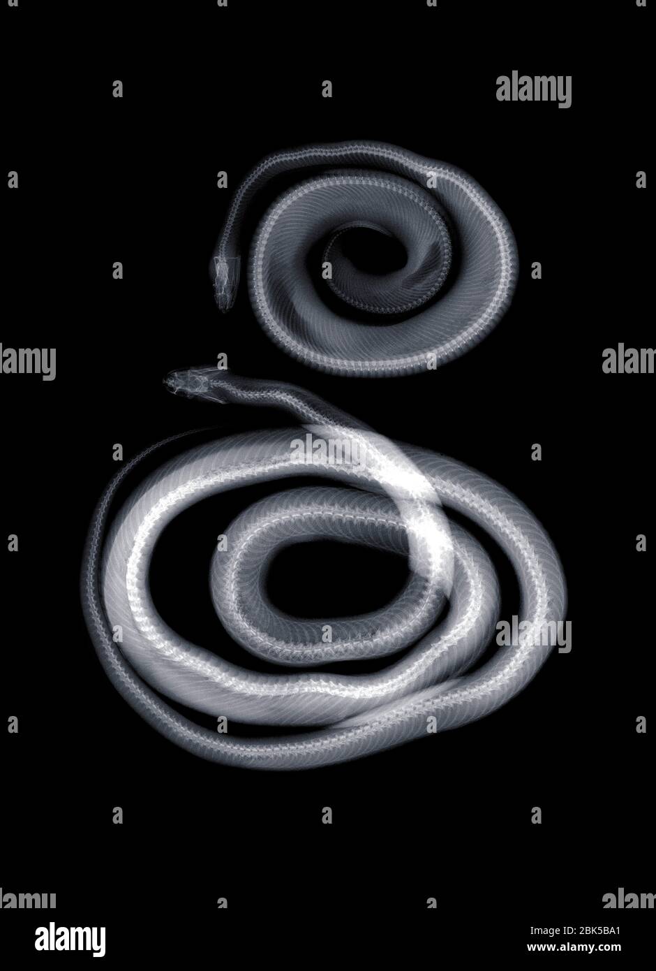 Dos serpientes, rayos X. Foto de stock