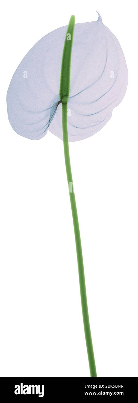 Lirio azul pastel (Anthurium sp.), rayos X de color. Foto de stock