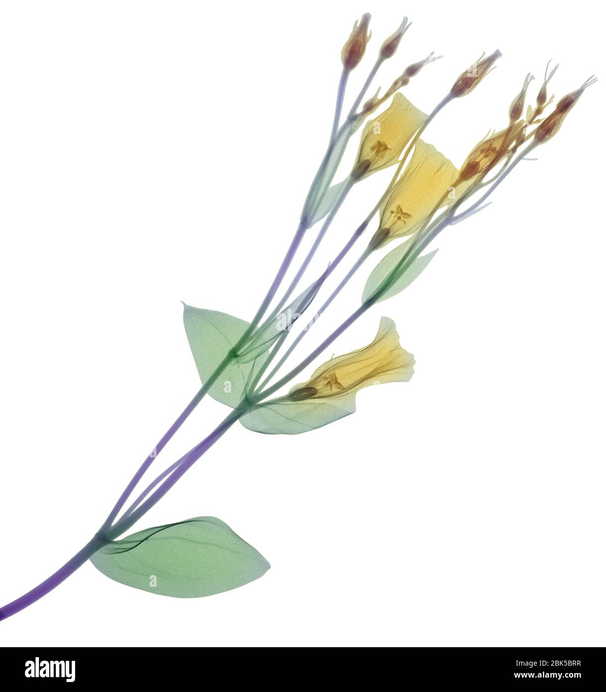 Rama con múltiples flores y yemas amarillas, rayos X de color. Foto de stock