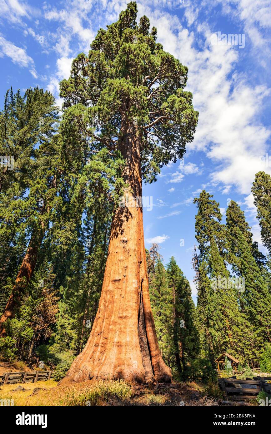 Vista de árboles de secuoyas gigantes en el Parque Nacional Sequoia,  California, Estados Unidos Fotografía de stock - Alamy