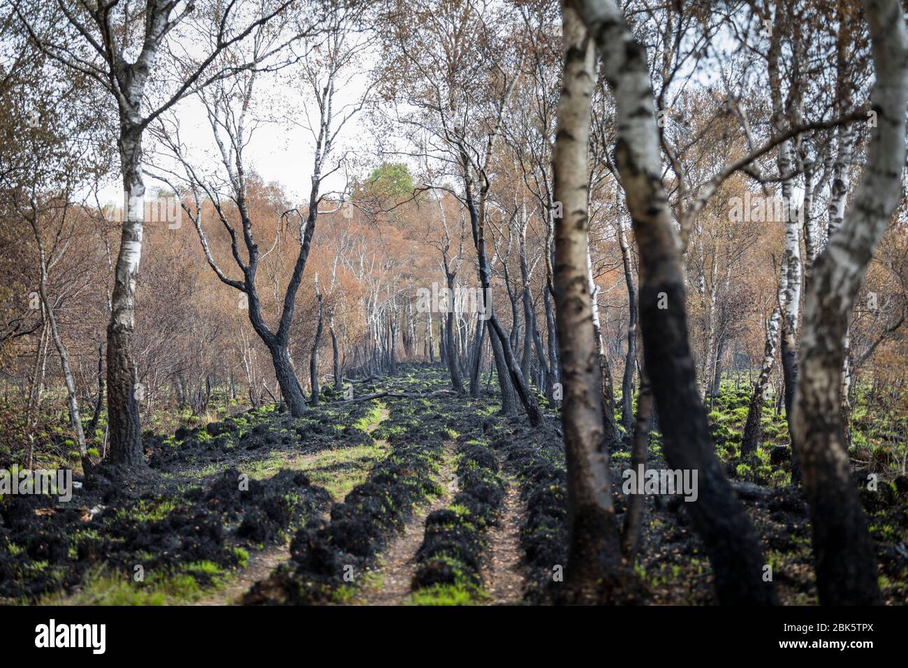 Paisaje con abedules quemados después de un incendio forestal en la reserva natural 'Mariapeel' en los países Bajos Foto de stock