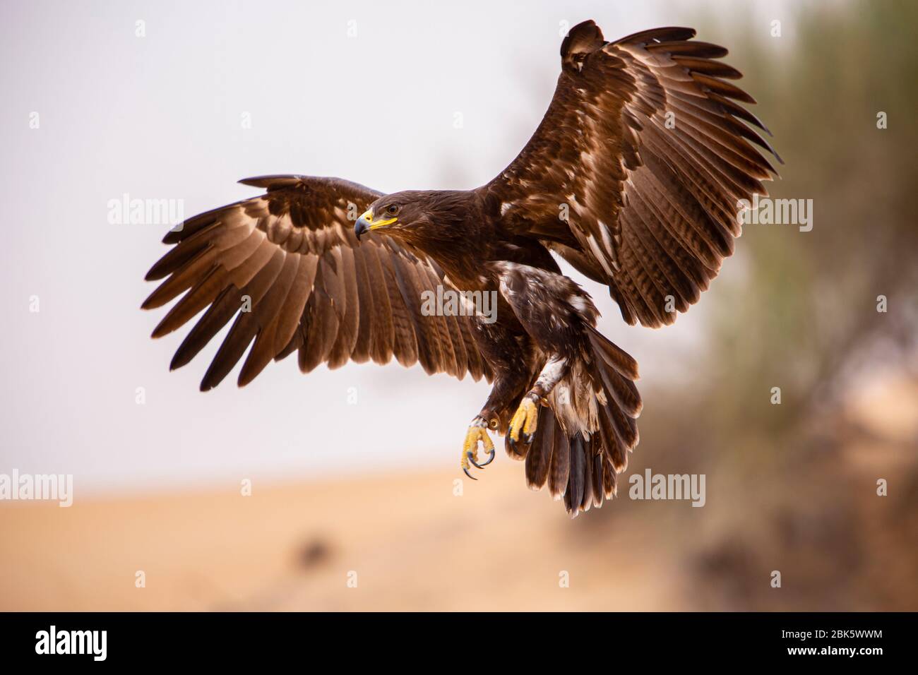 águila en el desierto fotografías e imágenes de alta resolución - Alamy