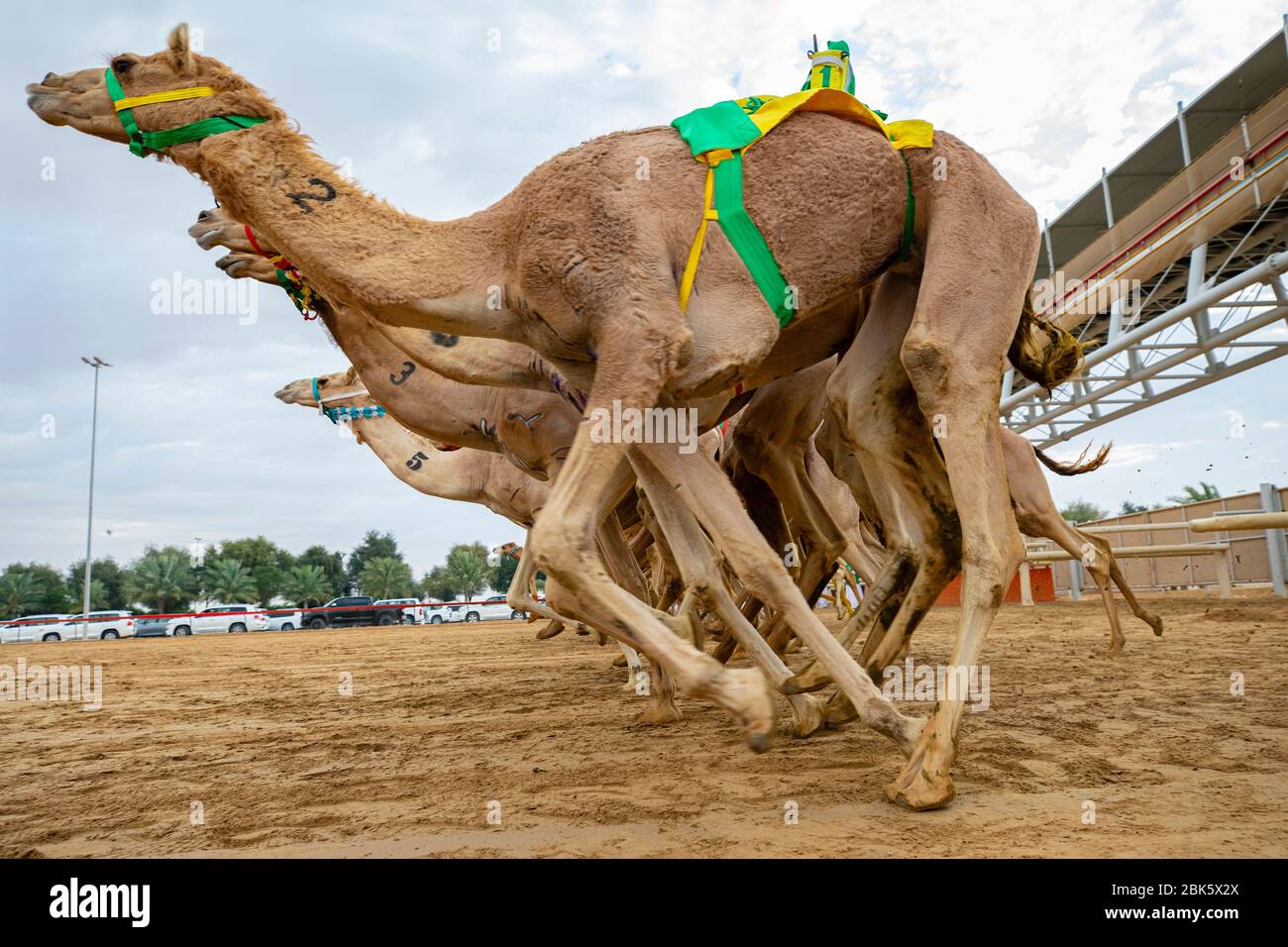 Robot de carreras de camellos fotografías e imágenes de alta resolución -  Alamy