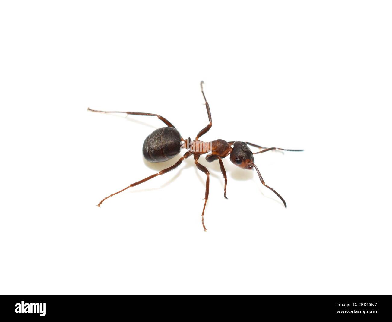 Primer plano sobre la hormiga de madera roja Formica rufa aislada sobre fondo blanco Foto de stock