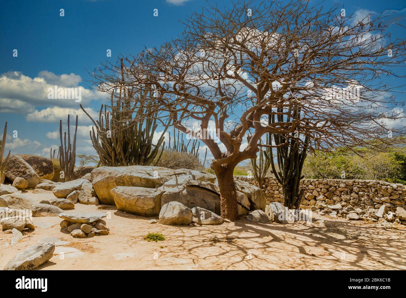 Divi árbol Divi entre cactus Foto de stock