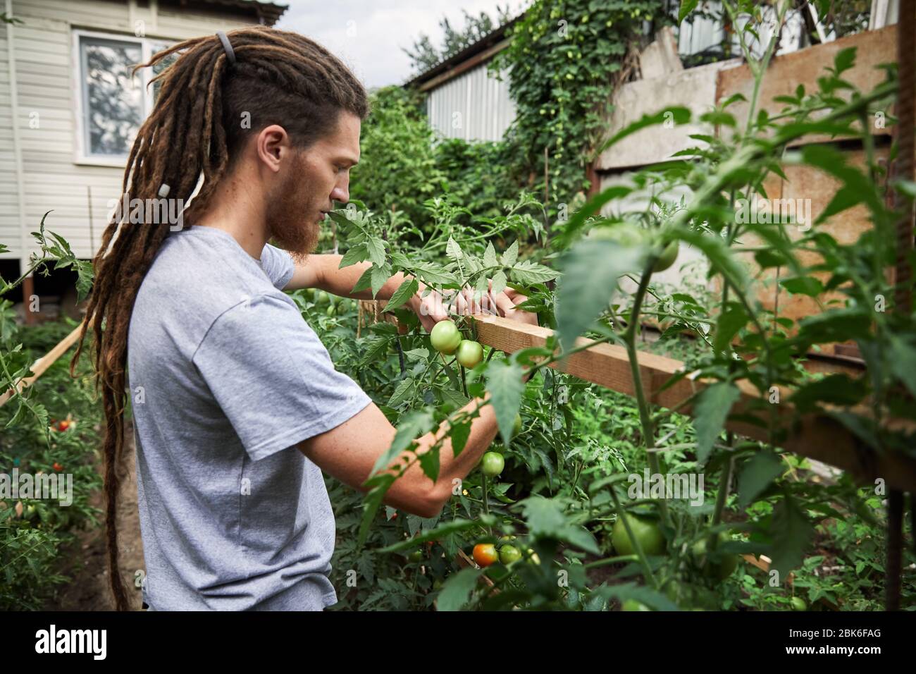 Agricultor barbudo con dreadlocks está trabajando en el jardín en el patio de su casa. La agricultura natural y el concepto de alimentación saludable Foto de stock
