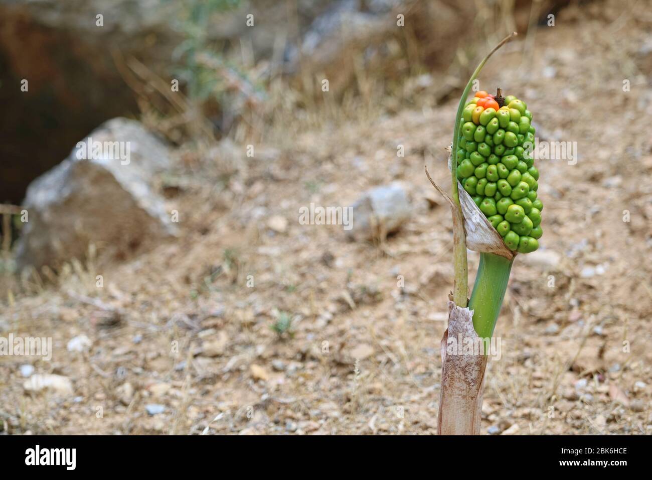 Aronstab, Arum maculatum, de cerca, crece en el sendero para montar dikeos en kos, grecia Foto de stock