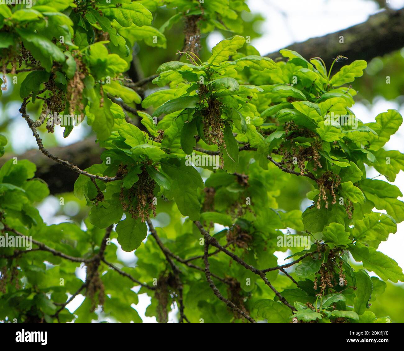 roble en primavera Foto de stock