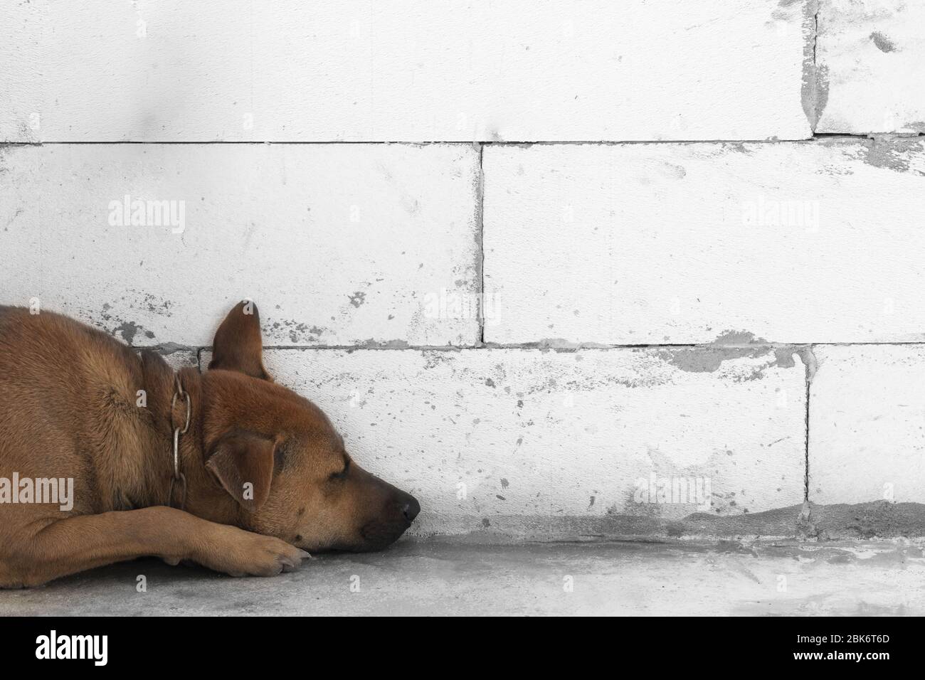 perro moreno mascota animal con loft de cemento bloque fondo de pared  Fotografía de stock - Alamy