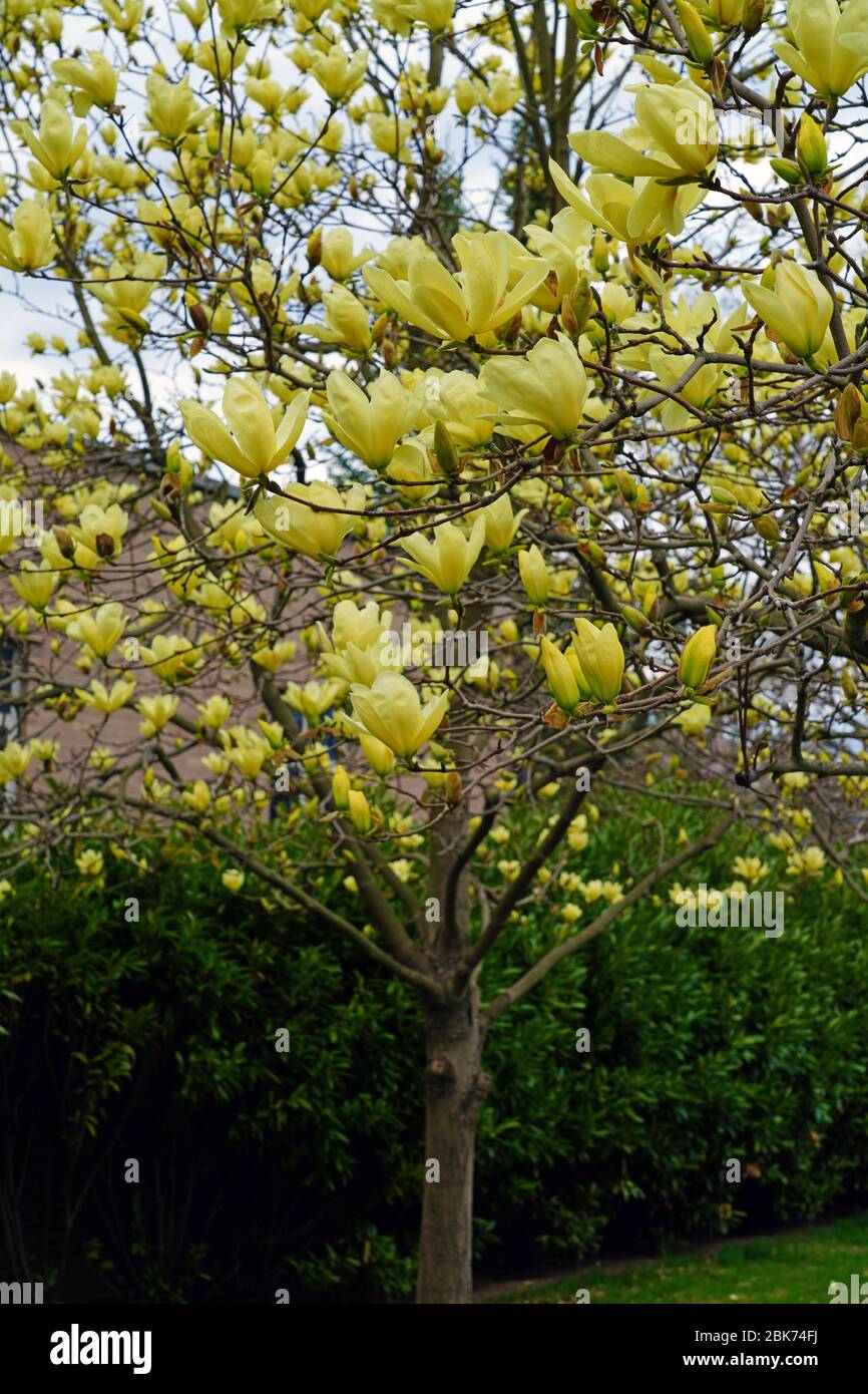 Details 200 imagen magnolia flor amarilla