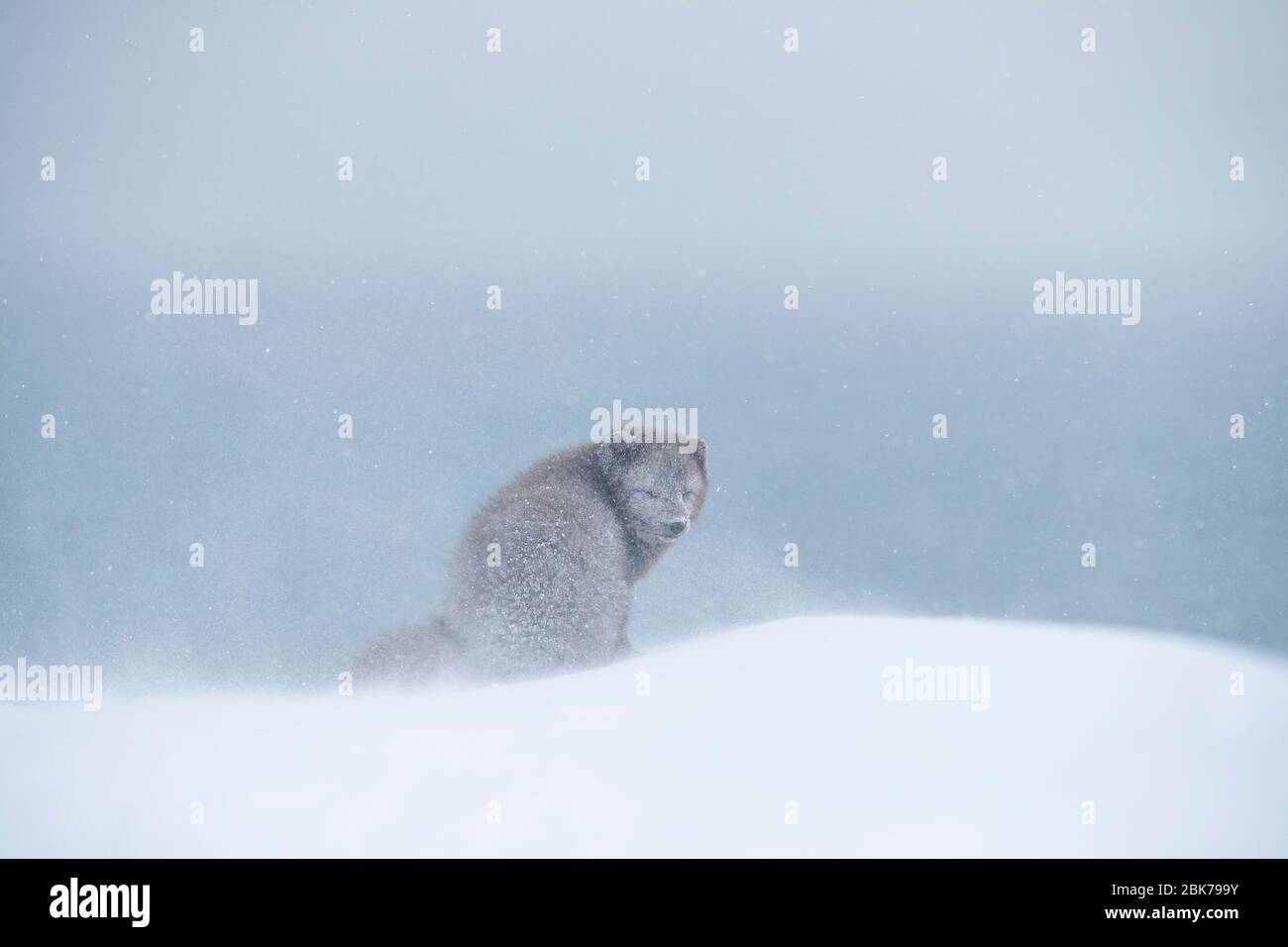 Zorro ártico (Vulpes lagopus) en una tormenta de nieve Foto de stock