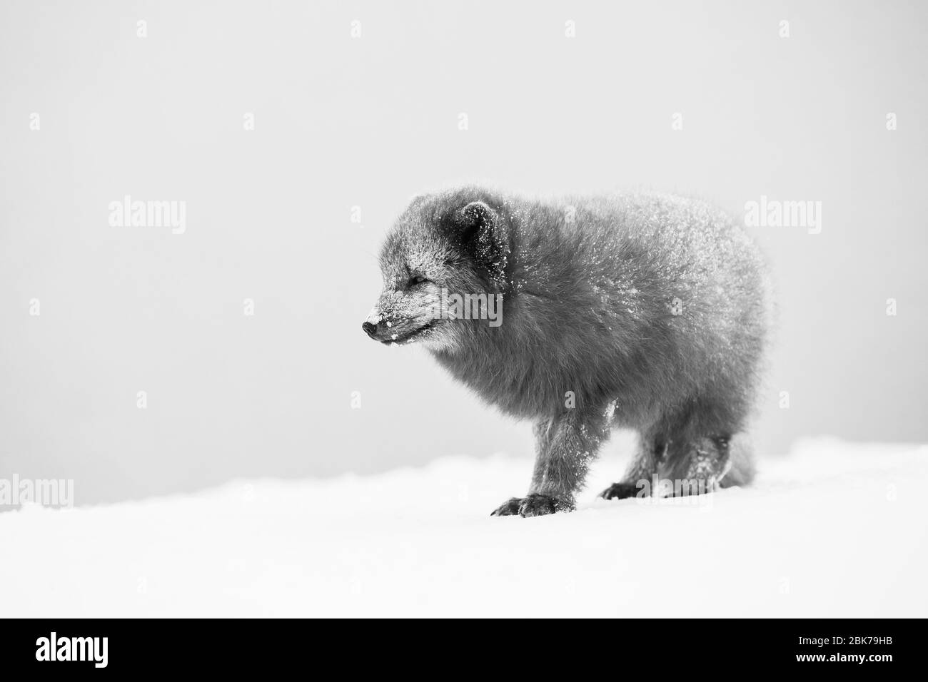 Zorro ártico (Vulpes lagopus) en una tormenta de nieve Foto de stock