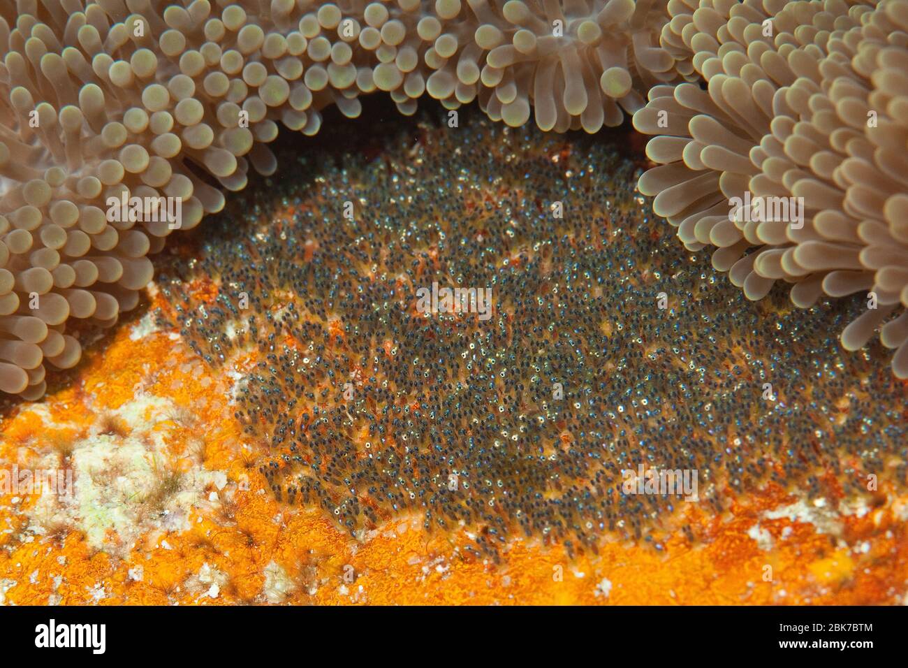 Gelege von Anemonenfisch (Anfiprion chrysopterus), Eier, Eiablage von Anemonenfisch, Pazifik Foto de stock