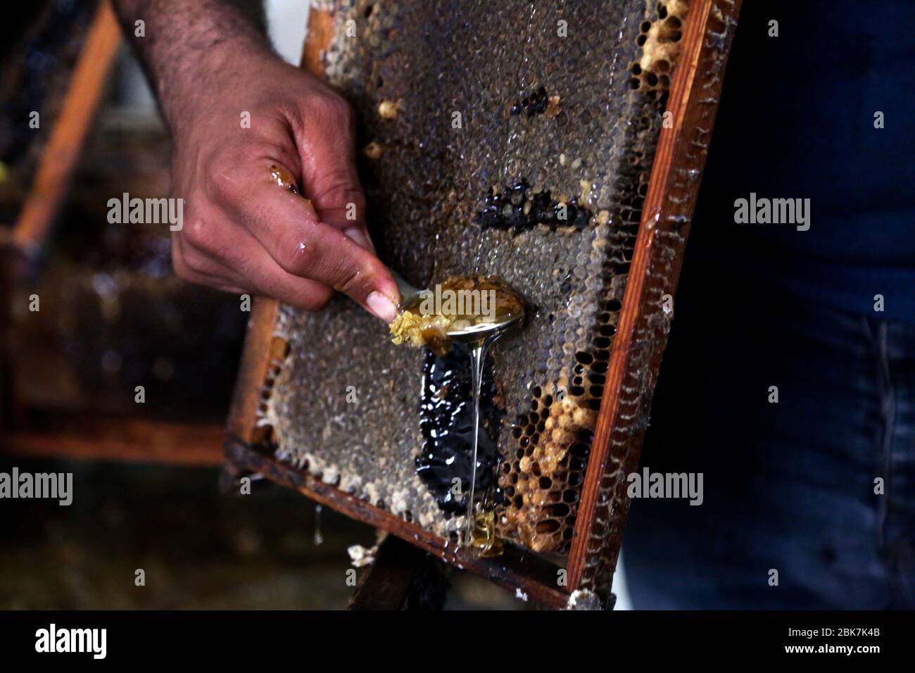 30 de abril de 2020: Ciudad de Gaza, Palestina. 02 de mayo de 2020. Los apicultores palestinos con la ayuda de otros trabajadores comprueban los panales de miel y recogen miel en una granja de colmenas en la ciudad de Gaza. En Gaza, donde la pobreza y el alto desempleo están muy extendidos, las colmenas son la única fuente de sustento para muchas familias. La productividad de la miel en Gaza ha disminuido debido a la expansión urbana en la diminuta y superpoblada Faja, a expensas de la tierra agrícola. Además, la destrucción de vastas tierras de cultivo durante las últimas guerras israelíes en Gaza, la confiscación de territorio para la zona de amortiguación israelí y el yo en curso Foto de stock