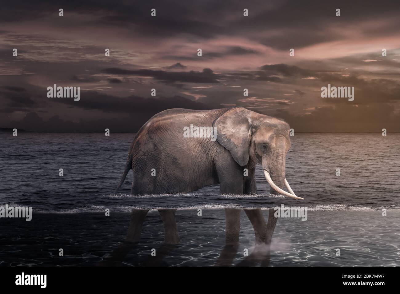 Elefante africano en el agua. Foto de stock