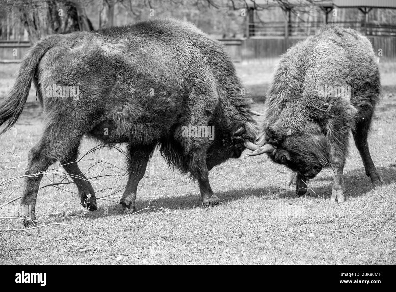 Bisonte europeo Foto de stock