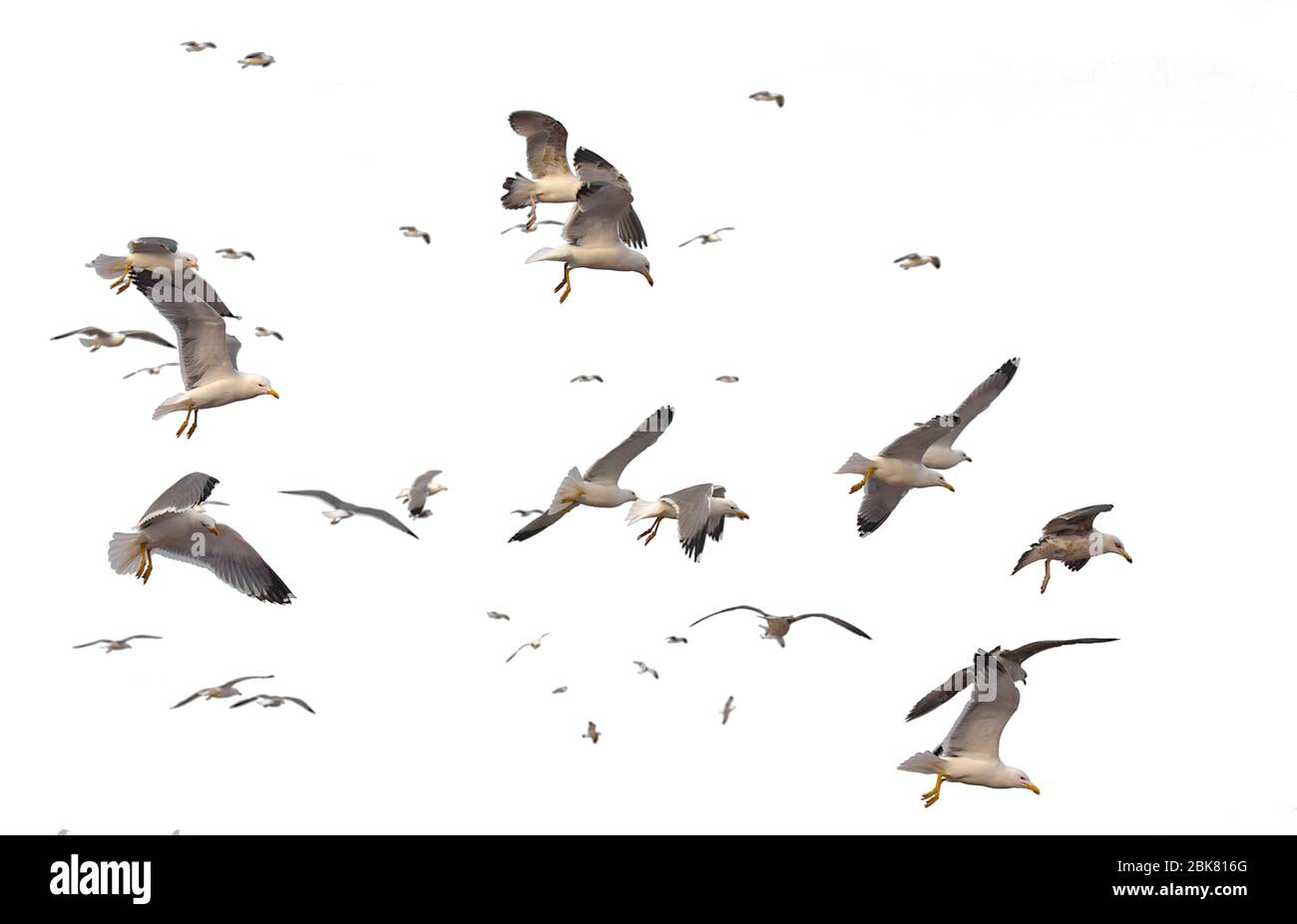 Rebaño de gaviotas sobre el mar, muchas aves aisladas sobre fondo blanco Foto de stock