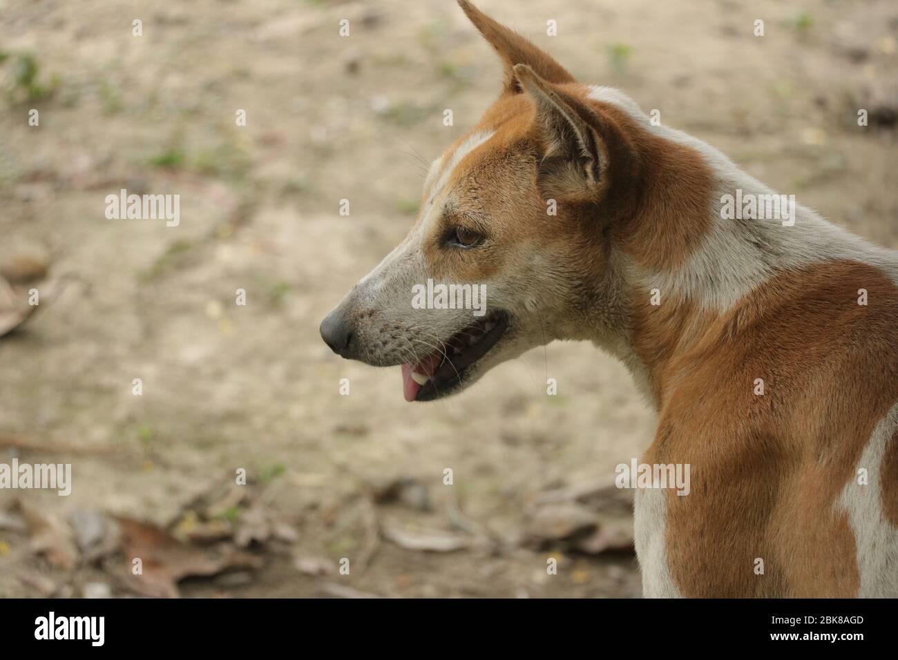 Cabeza de un perro marrón con color mezclado en blanco en Dhaka Foto de stock