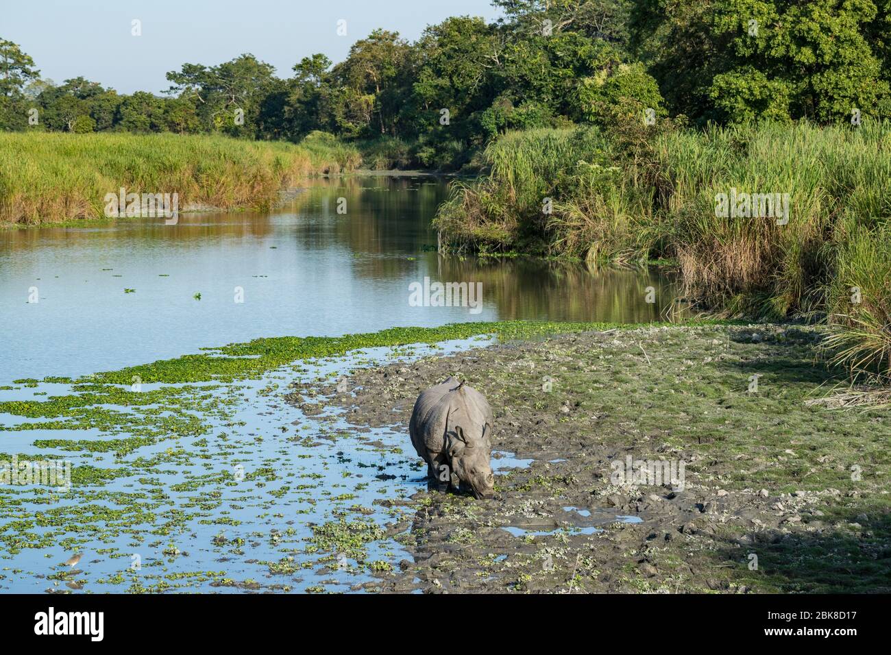 Paisaje en el Parque Nacional de Kaziranga Foto de stock