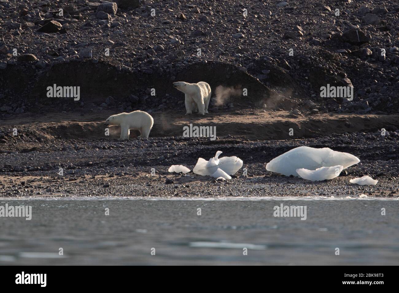 Osos polares abajo por la orilla del mar Foto de stock