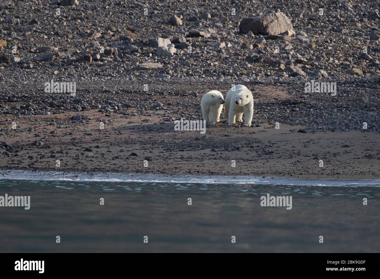 Osos polares en la isla Ellesmere, Canadá Foto de stock
