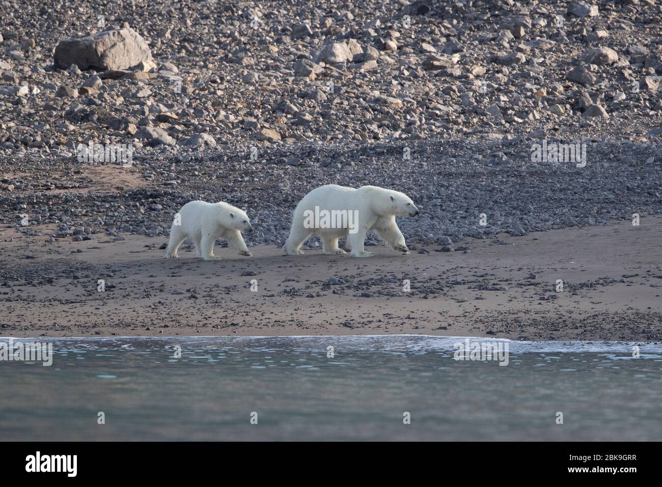 Osos polares en la isla Ellesmere, Canadá Foto de stock