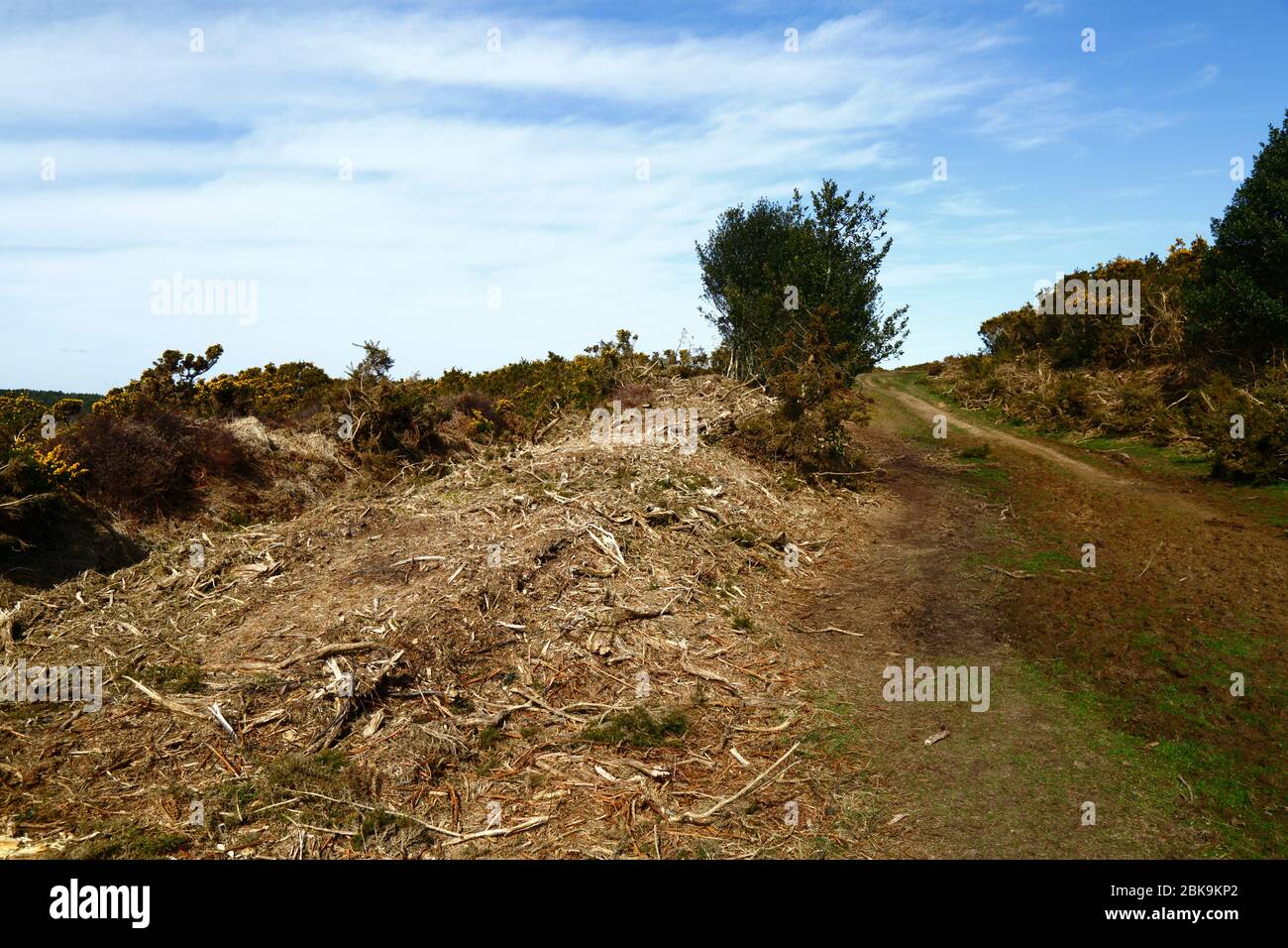 Recientemente taló el gorse, parte de la gerencia para quitar viejos arbustos y para detenerlo invadiendo el hábitat de la tierra de la tierra de la muerte, Ashdown Forest, East Sussex, Inglaterra Foto de stock