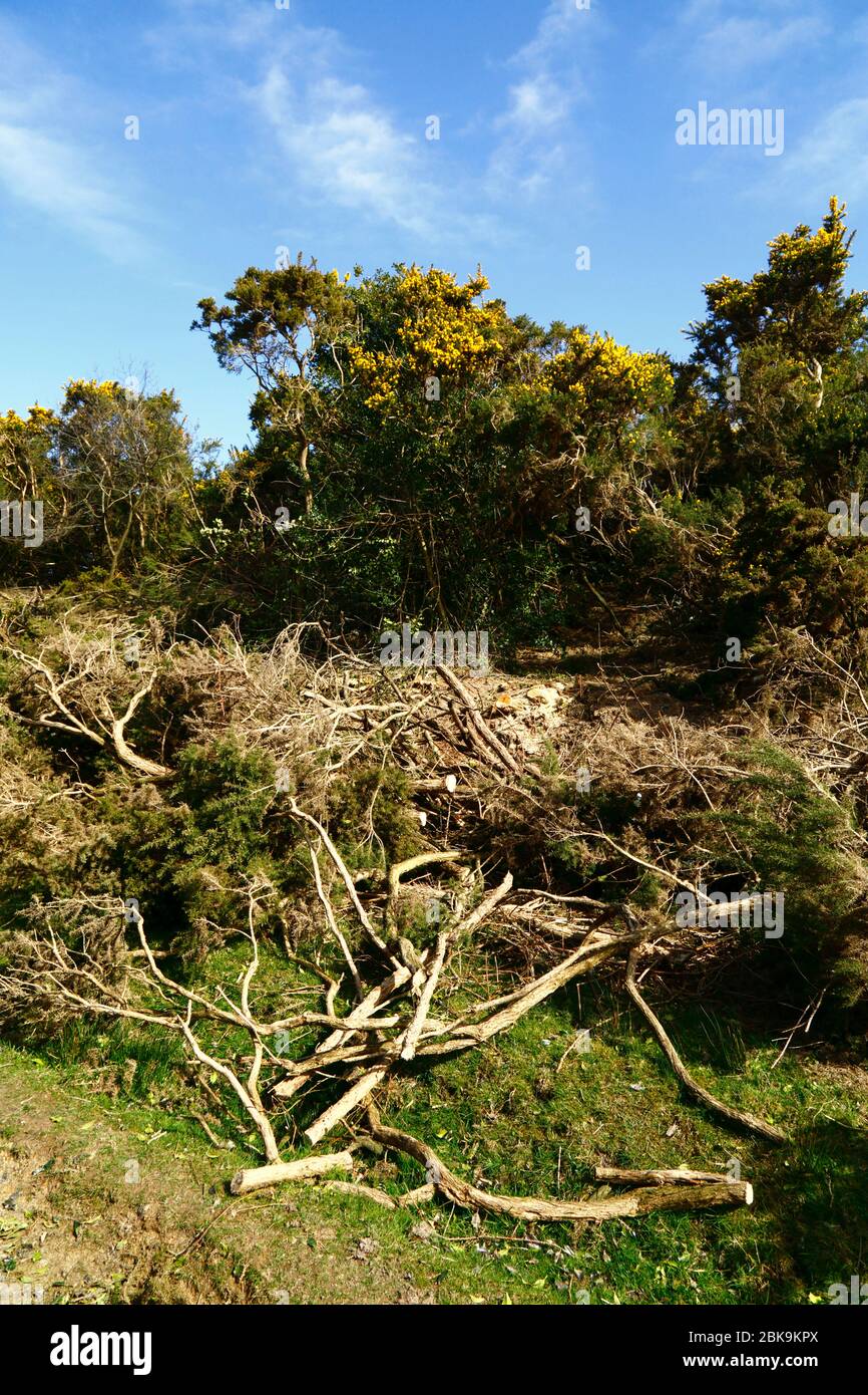 Recientemente taló el gorse, parte de la gerencia para quitar viejos arbustos y para detenerlo invadiendo el hábitat de la tierra de la tierra de la muerte, Ashdown Forest, East Sussex, Inglaterra Foto de stock