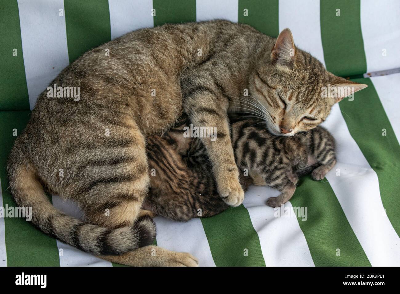 Gato mamá de la lactancia gatitos jóvenes, Felis catus Fotografía de stock  - Alamy