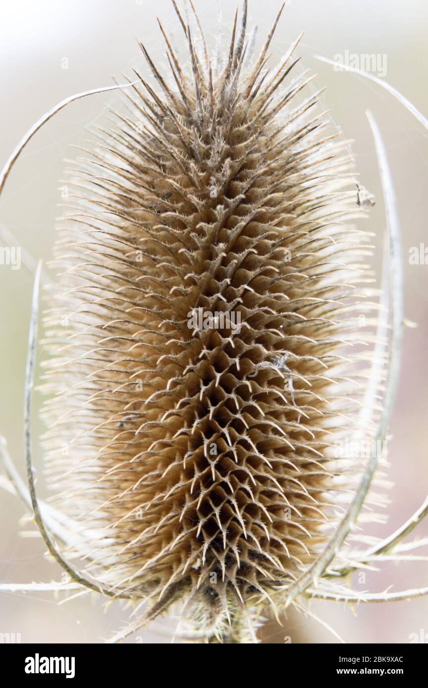 detalle de la cabeza de la semilla de la cucharadita dipsacus laciniatus Foto de stock