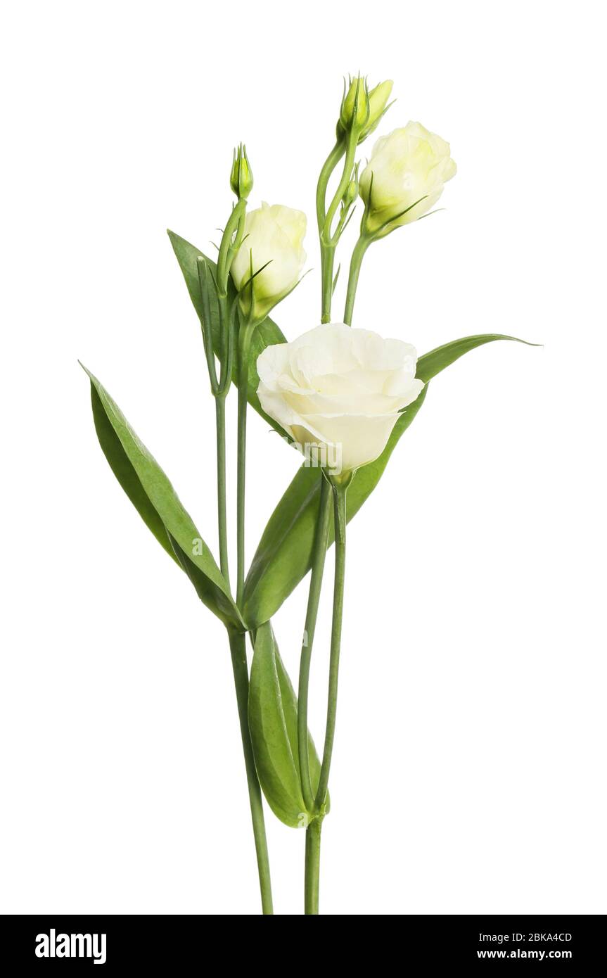 Lisianthus blanco fotografías e imágenes de alta resolución - Alamy Lisianthus blanco fotografías e imágenes de alta resolución - Alamy