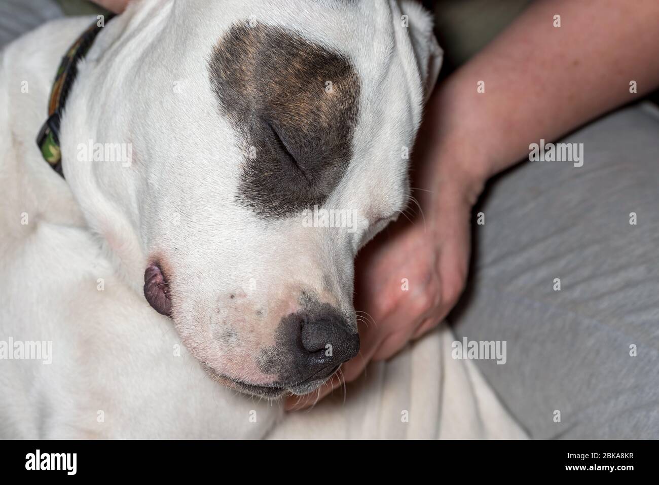 Parche De Ojo De Cachorro Fotos E Imagenes De Stock Alamy