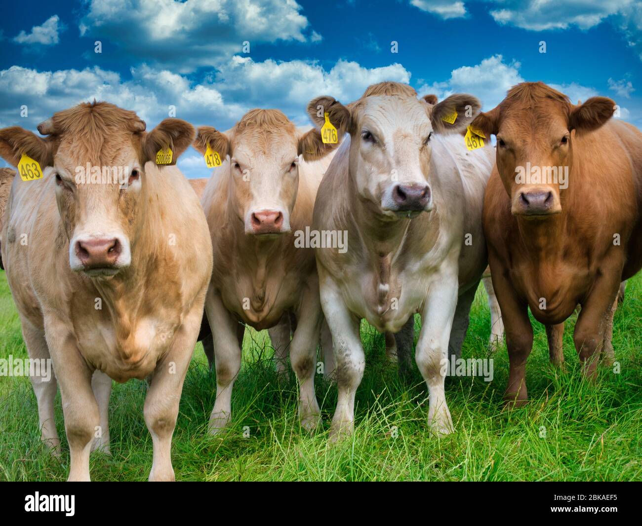 Cuatro vacas gordas fotografías e imágenes de alta resolución - Alamy