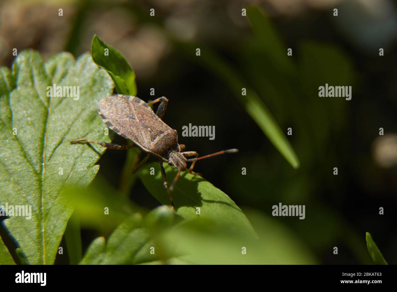 Un insecto acechando en las hojas Foto de stock