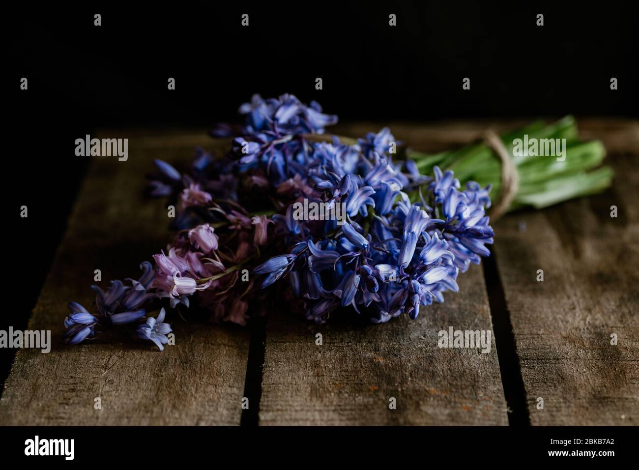el común bluebell es un maravilloso tema para la fotografía. Estas imágenes de luz natural muestran la majestuosidad de la planta y serían un gran arte de la pared Foto de stock