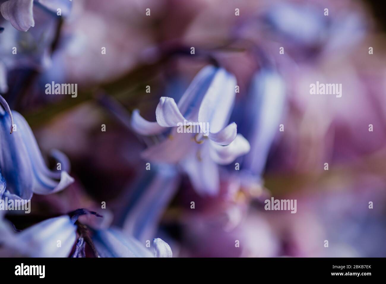 el común bluebell es un maravilloso tema para la fotografía. Estas imágenes de luz natural muestran la majestuosidad de la planta y serían un gran arte de la pared Foto de stock