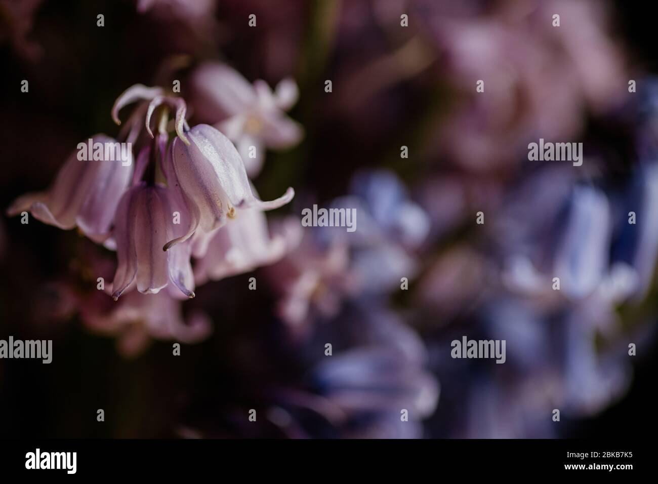 el común bluebell es un maravilloso tema para la fotografía. Estas imágenes de luz natural muestran la majestuosidad de la planta y serían un gran arte de la pared Foto de stock