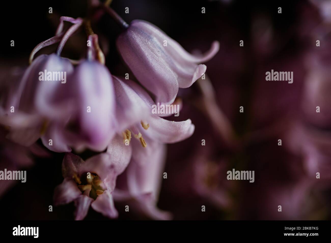 el común bluebell es un maravilloso tema para la fotografía. Estas imágenes de luz natural muestran la majestuosidad de la planta y serían un gran arte de la pared Foto de stock