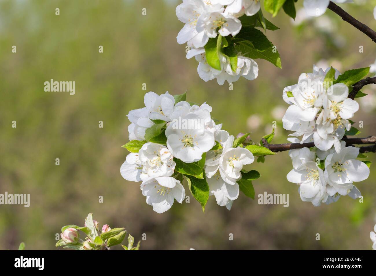 la rama del árbol de apple florece con fondo desenfocado Foto de stock