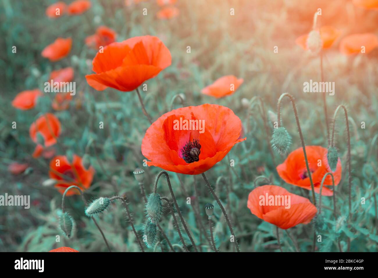 Flores de amapola silvestres rojas que crecen en la pradera Foto de stock