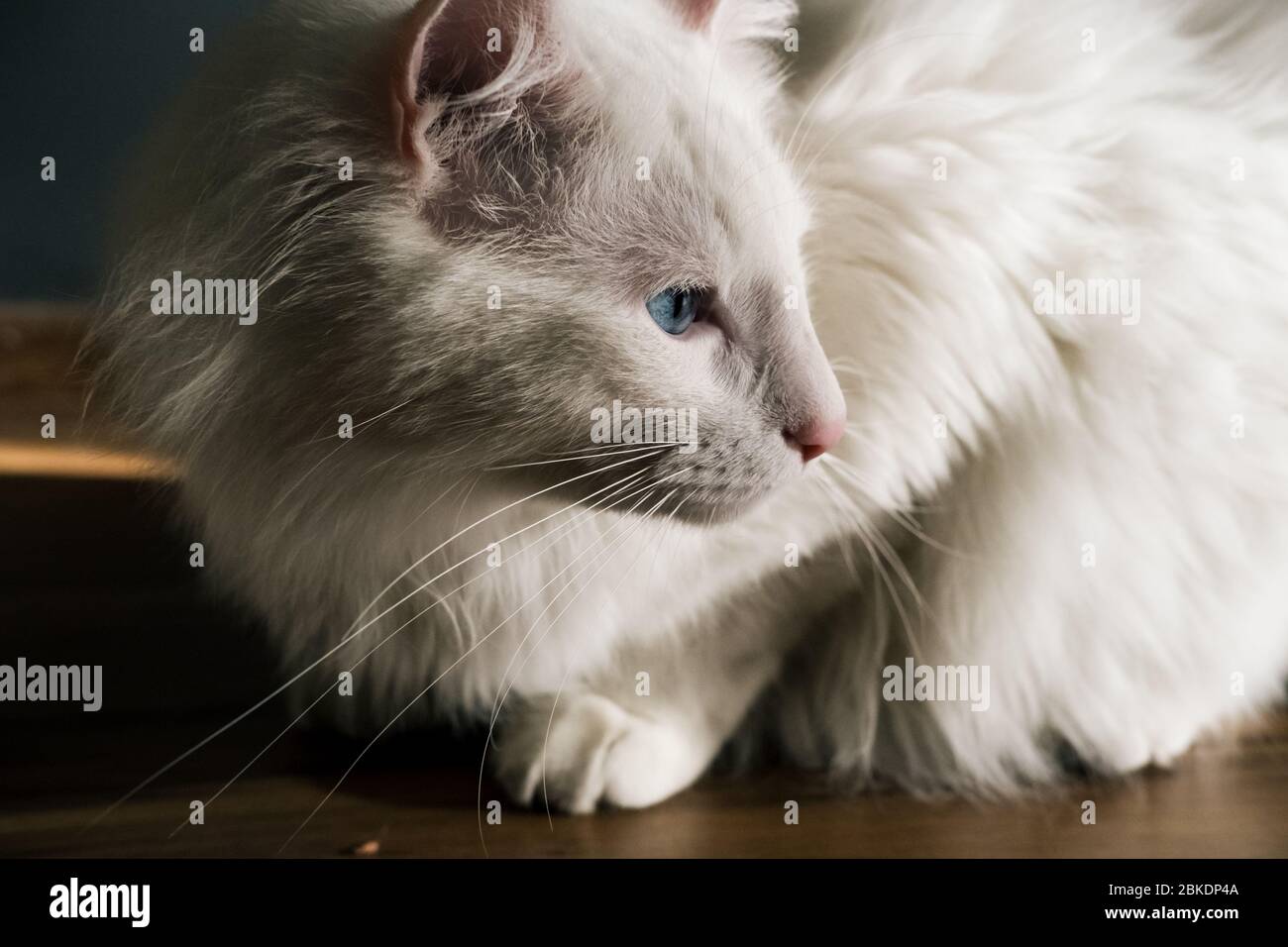 Primer plano de gato blanco con ojos azules Foto de stock