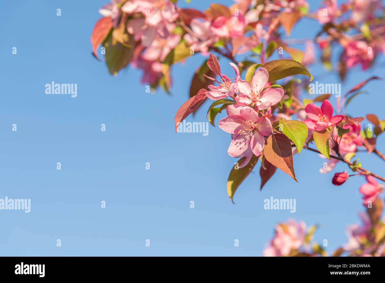 La manzana rosa florece sobre el fondo azul del cielo con espacio para copias Foto de stock