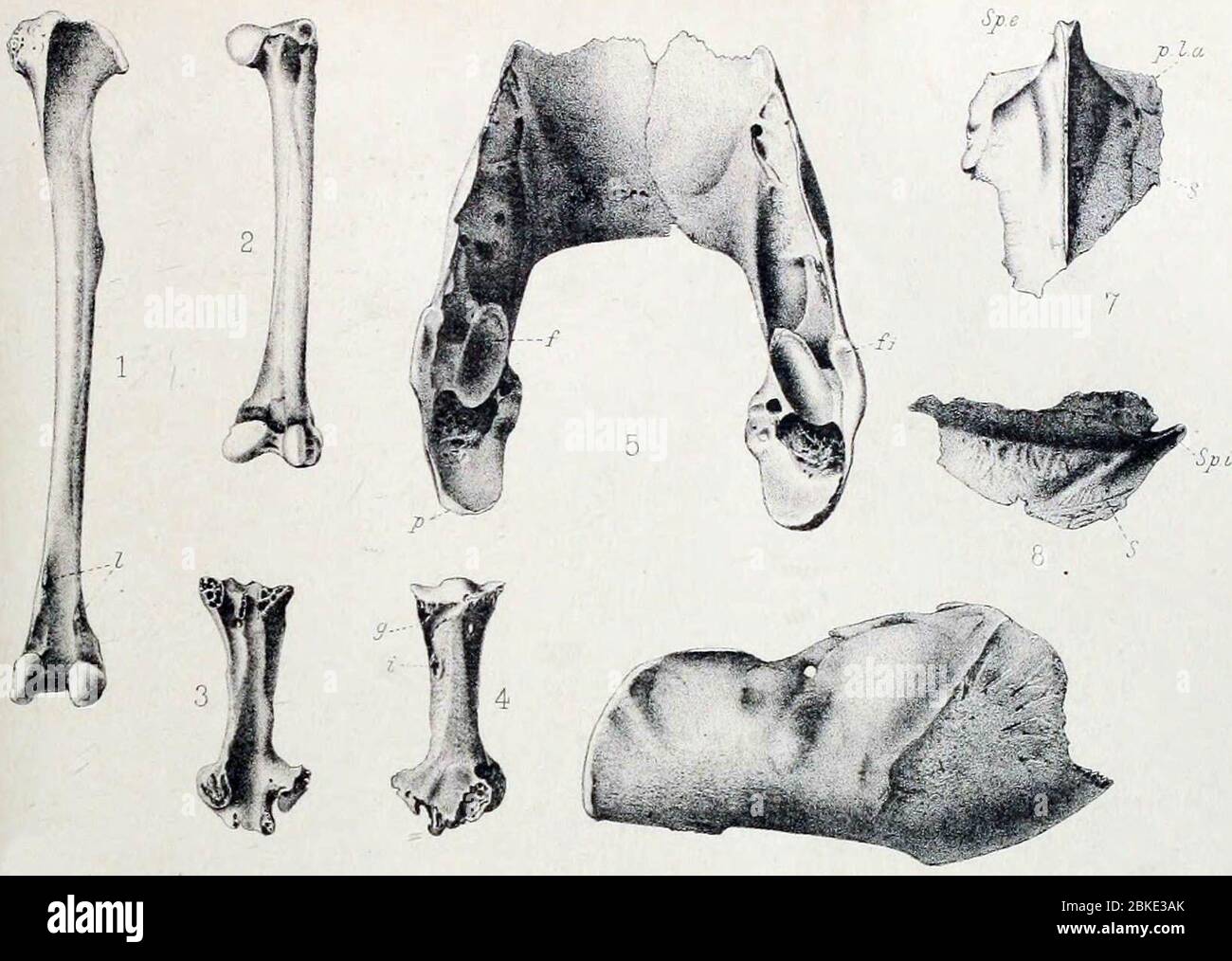 Ligamento plantar largo fotografías e imágenes de alta resolución Alamy